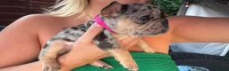French Bulldog dogs for sale: 5 stunning French bulldogs  in Wokingham - Advert 17