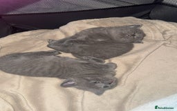 British Shorthair cats for sale: Beautiful Fluffy British Shorthair Kittens  - Image 6