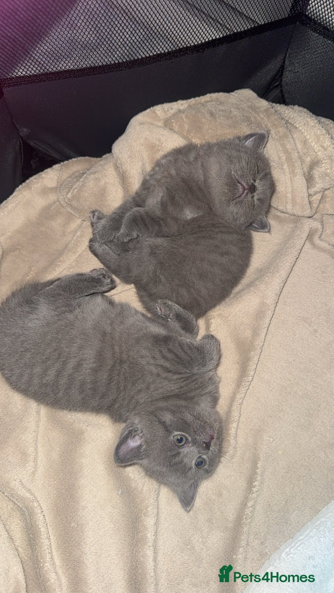 British Shorthair cats for sale: Beautiful Fluffy British Shorthair Kittens  - Image 6