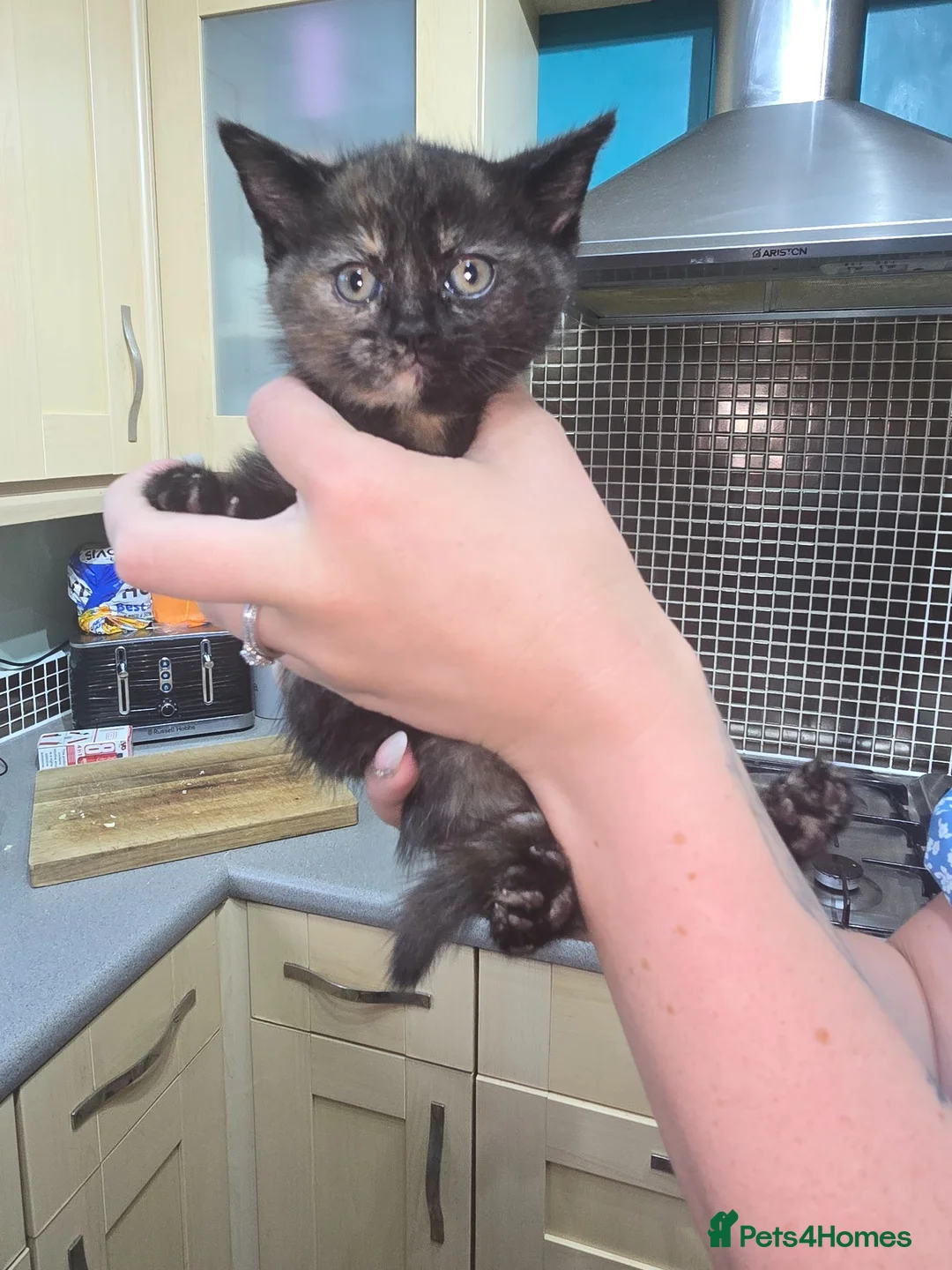 British Shorthair cats for sale: British shorthair kitten - Advert 2