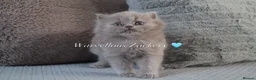 British Shorthair cats for sale: TICA British Shorthair & Longhair Kittens  - Advert 5