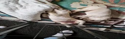 Labrador Retriever dogs for sale: Dave Nunn in Sleaford - Advert 7