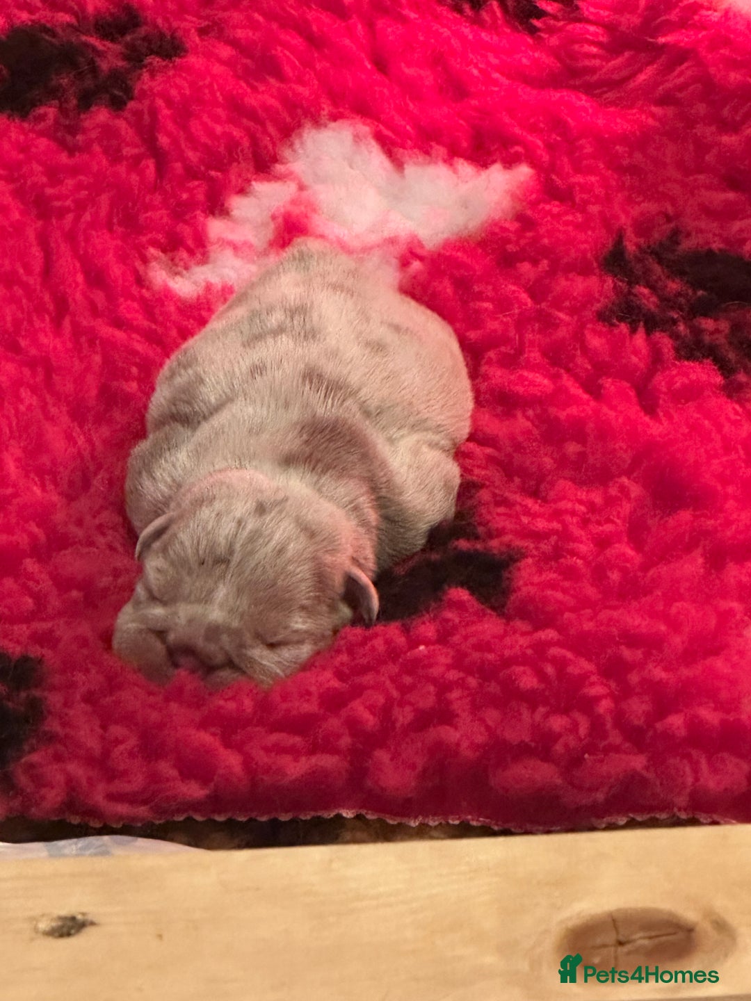 English Bulldog dogs for sale: English bulldog puppies - Image 12