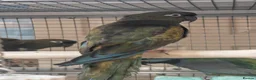 Parrots birds for sale: AMAZON/PARROTS/PARAKEETS!  - Advert 12