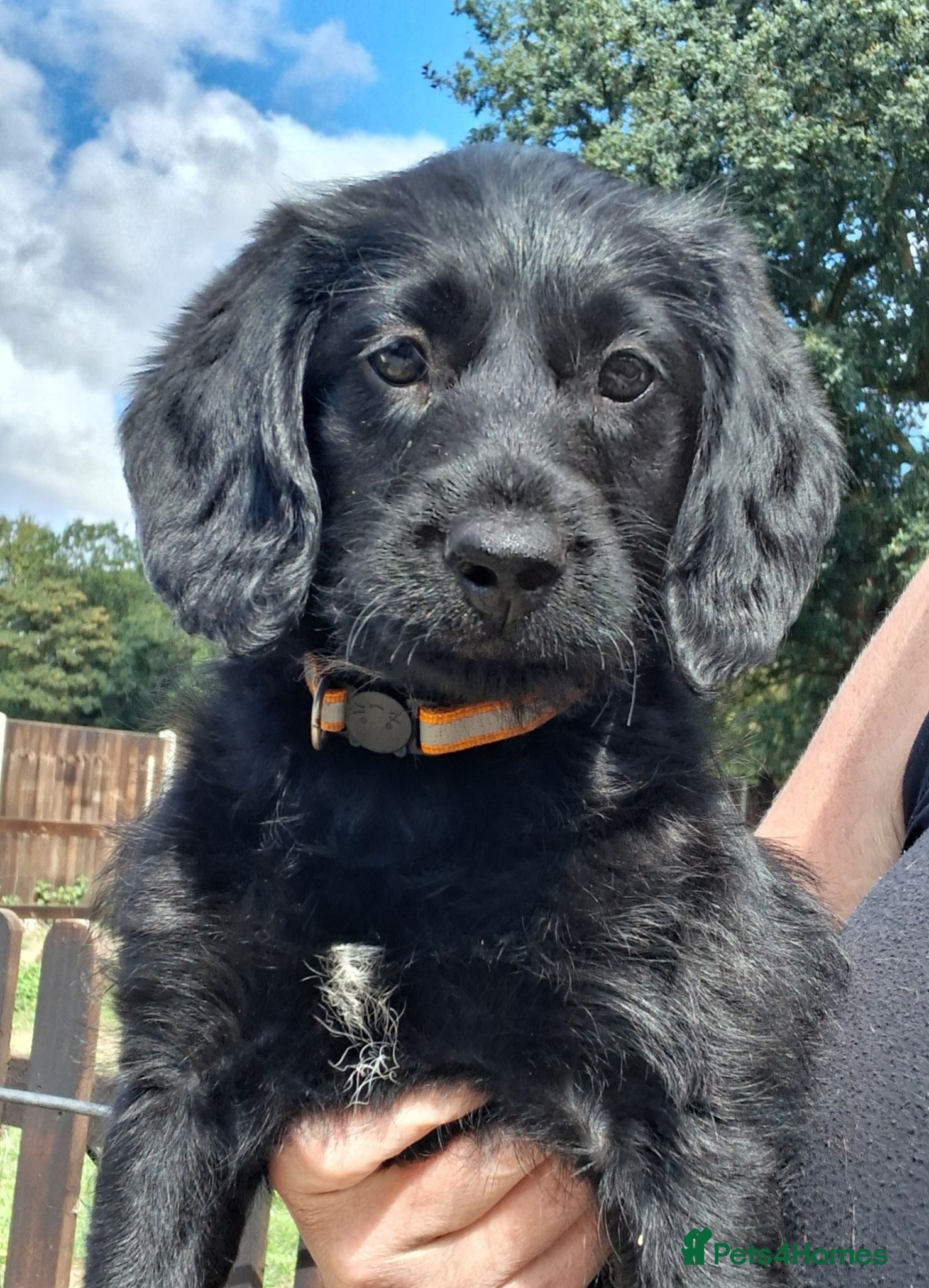 Labradoodle dogs Miniature labradoodle pups for sale - Advert 2