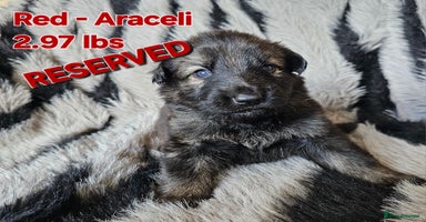 German Shepherd dogs - Advert 2