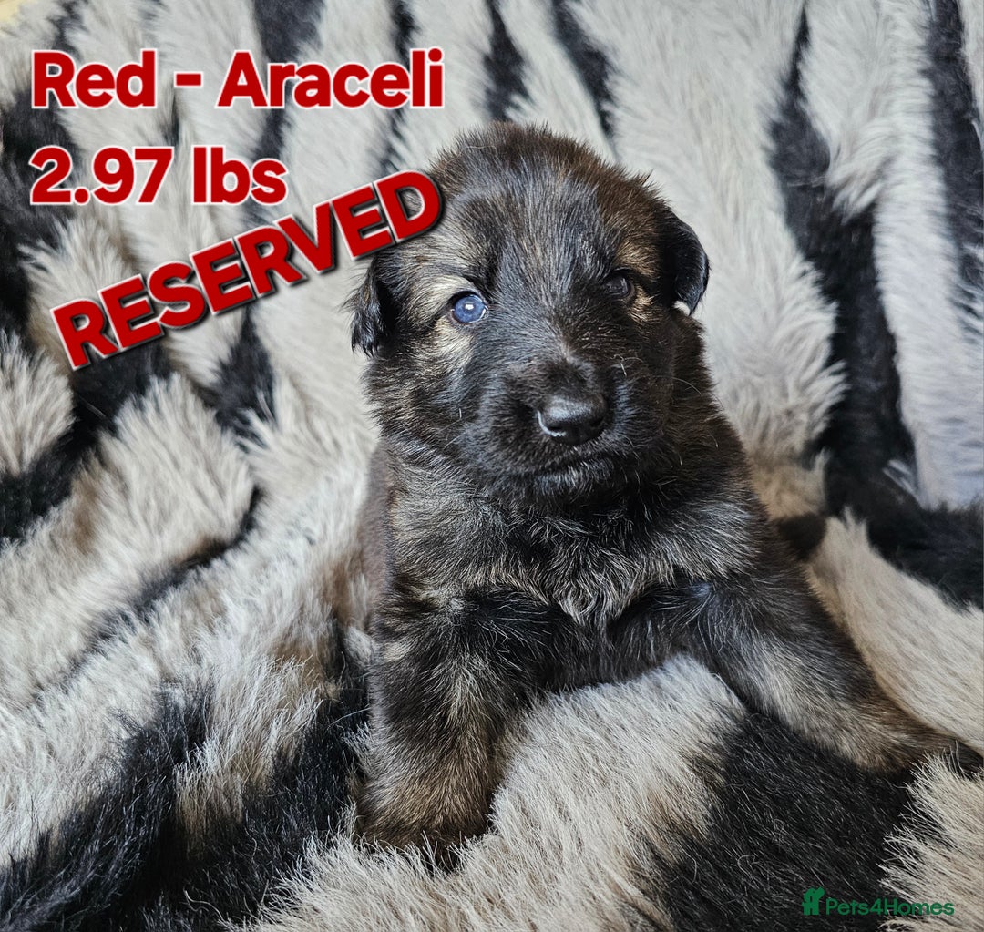 German Shepherd dogs for sale: 🔹️6 Health tested Pedigree gsp's available🔹️ - Image 10