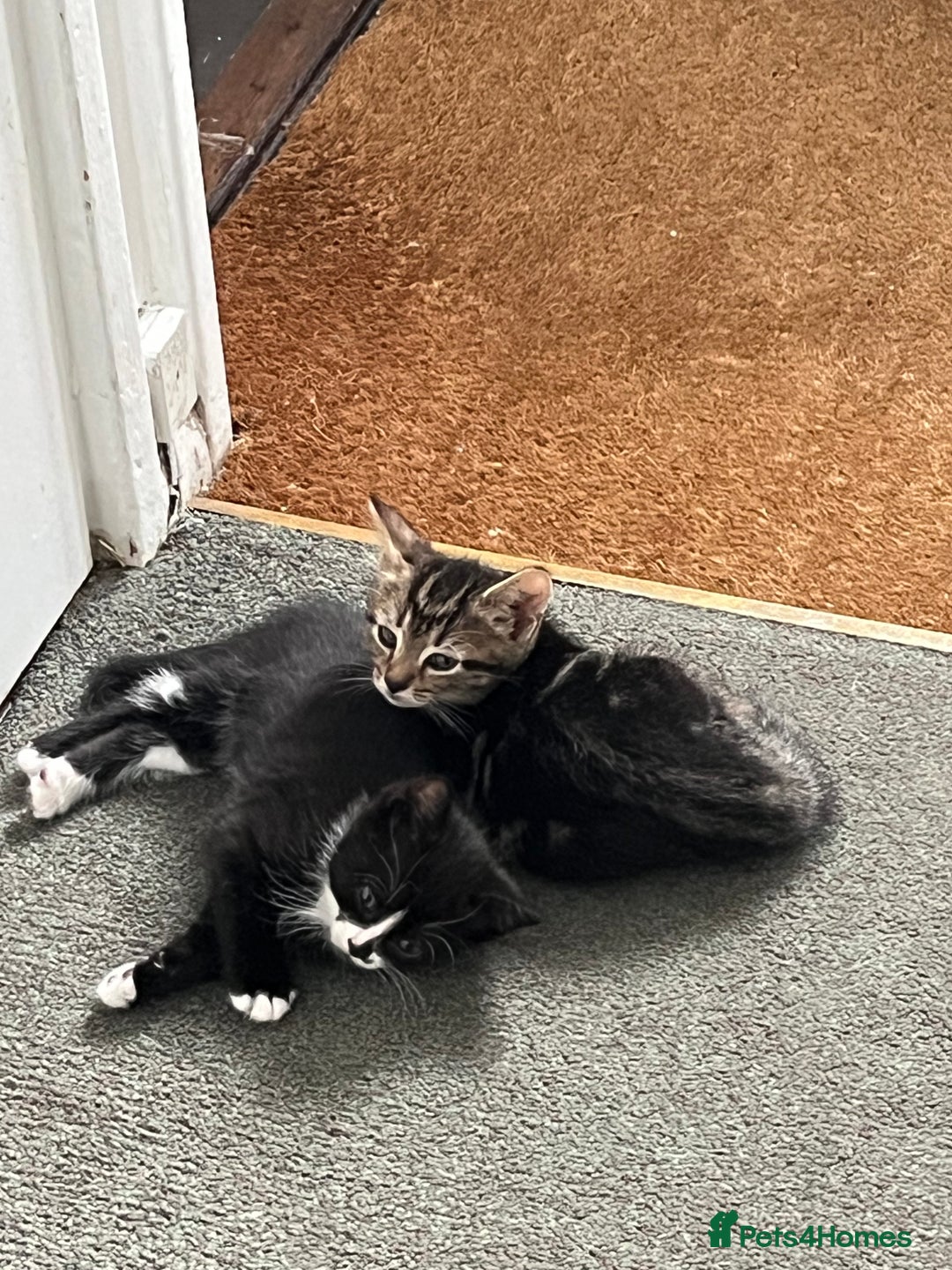 Mixed Breed cats for sale: Male black and white kitten  - Image 4