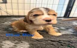 Cocker Spaniel dogs for sale: Cocker Spaniel Pups, KC, Health Tested, Champ Line - Image 5