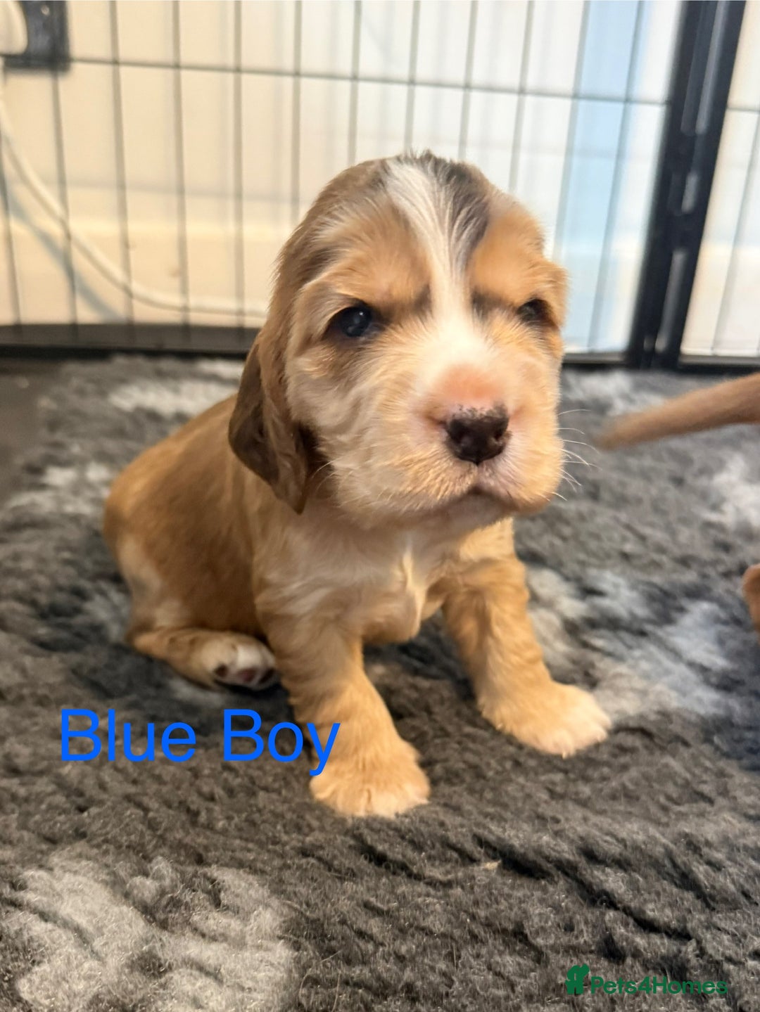 Cocker Spaniel dogs for sale: Cocker Spaniel Pups, KC, Health Tested, Champ Line - Image 5