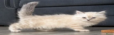 Siberian 2