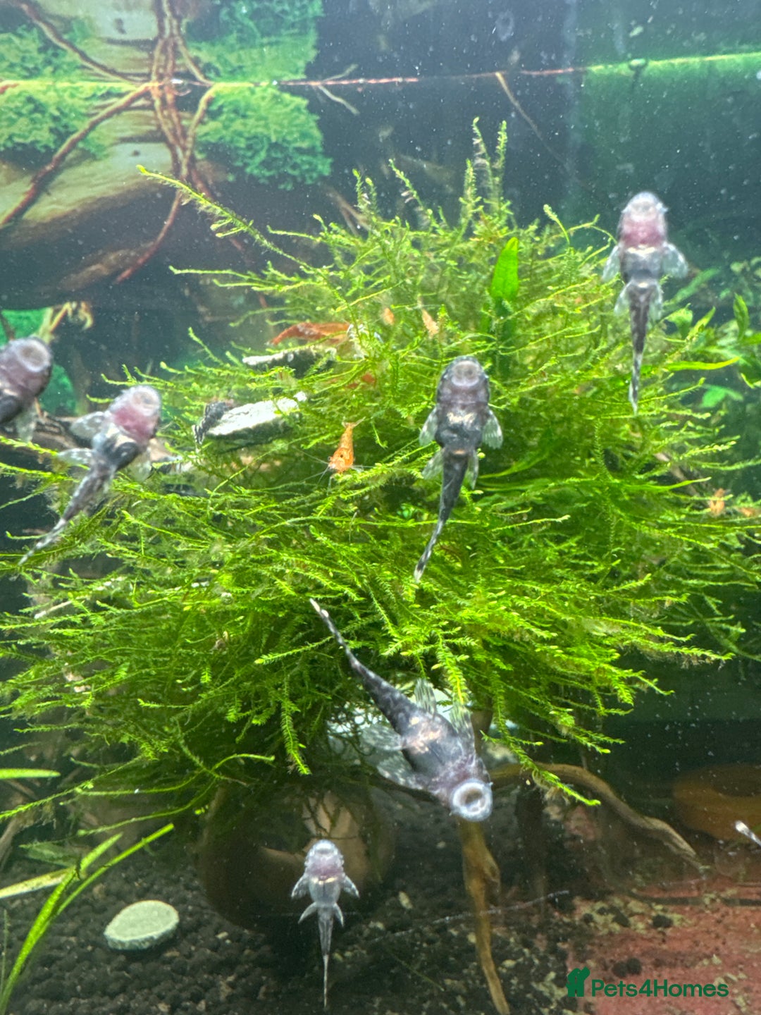 Plecos fish for sale: Plecos for sale - Image 2