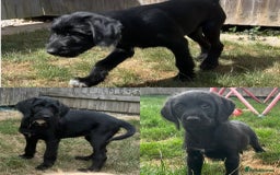 Goldendoodle dogs for sale: READY TO LEAVE - DNA health tested Puppies - Image 24