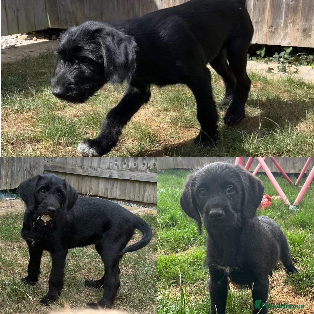 Goldendoodle dogs for sale: READY TO LEAVE - DNA health tested Puppies - Image 24