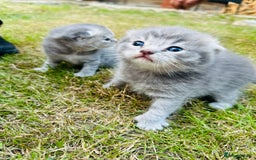 Scottish Fold cats for sale: Adorable Kittens Looking for Their Forever Homes🐾 - Image 21