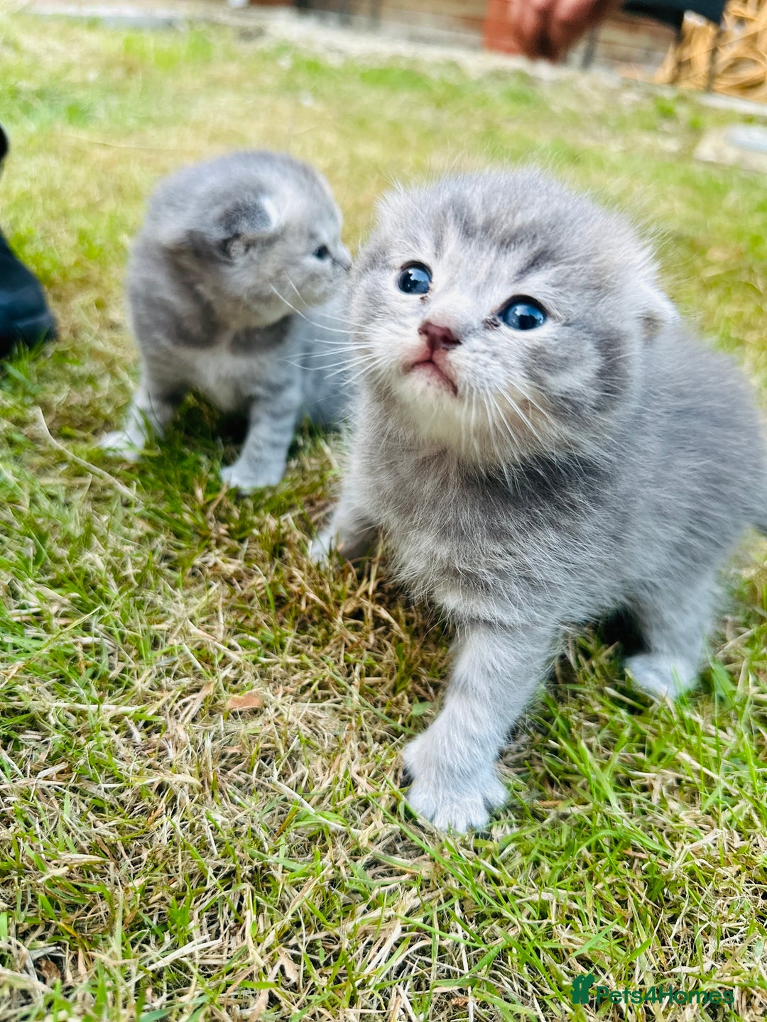 Scottish Fold cats for sale: Adorable Kittens Looking for Their Forever Homes🐾 - Image 21