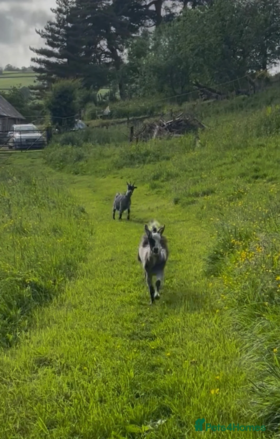 Goats livestock for sale: Pygmy Goats in Kington - Advert 10