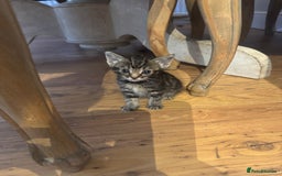 Mixed Breed cats for sale: Beautiful Kittens Ready now  - Image 1