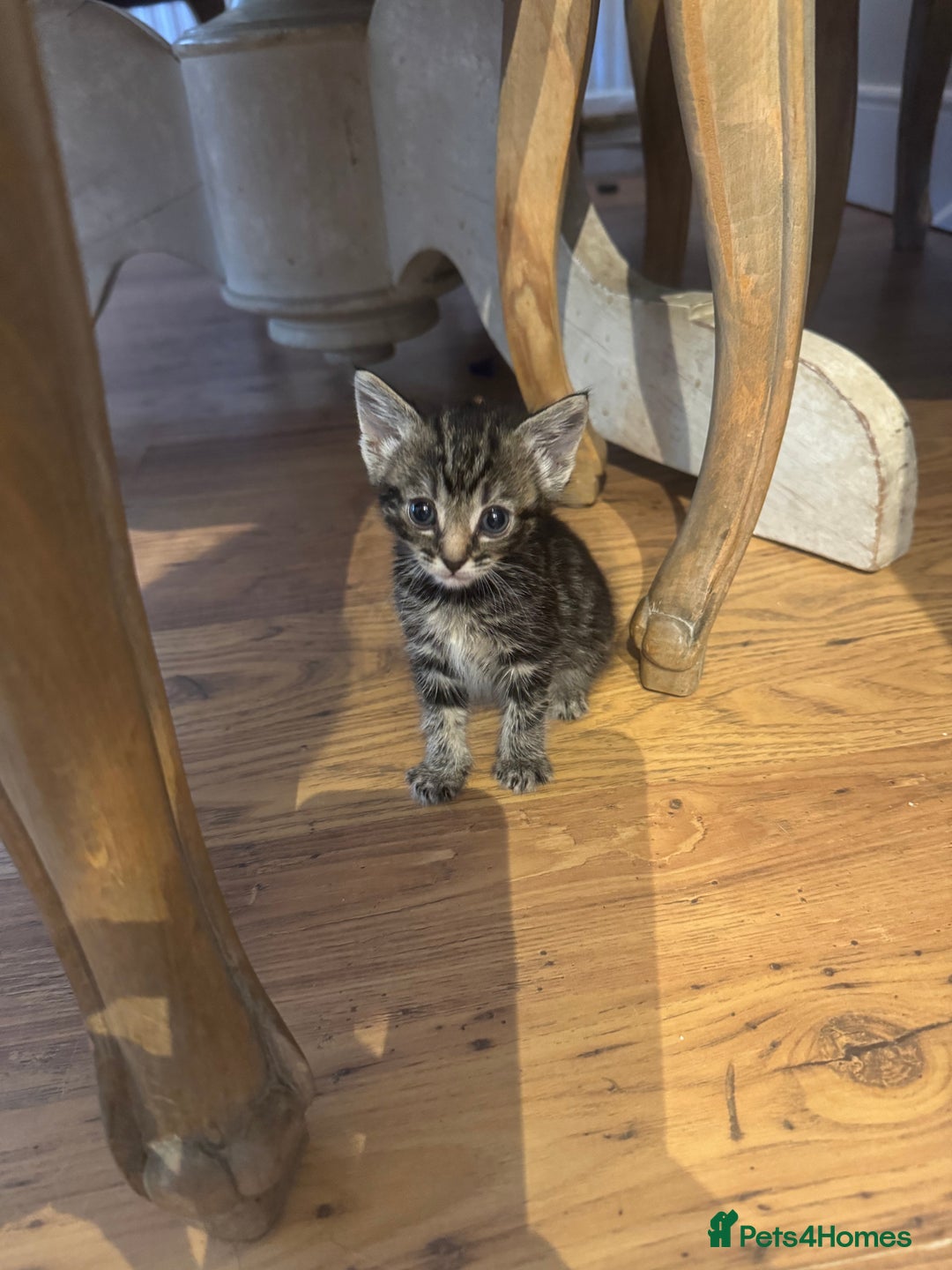 Mixed Breed cats for sale: Beautiful Kittens Ready now  - Image 1