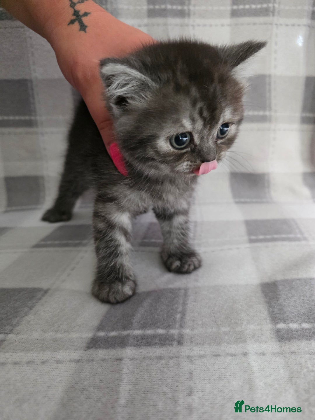 Scottish Fold cats for sale: Scottish-fold/straight ears kittens grey colour - Image 11