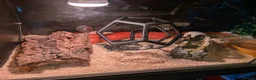 Corn Snake reptiles for sale: 1.5 year old female corn snake + viv for rehoming in London - Advert 3