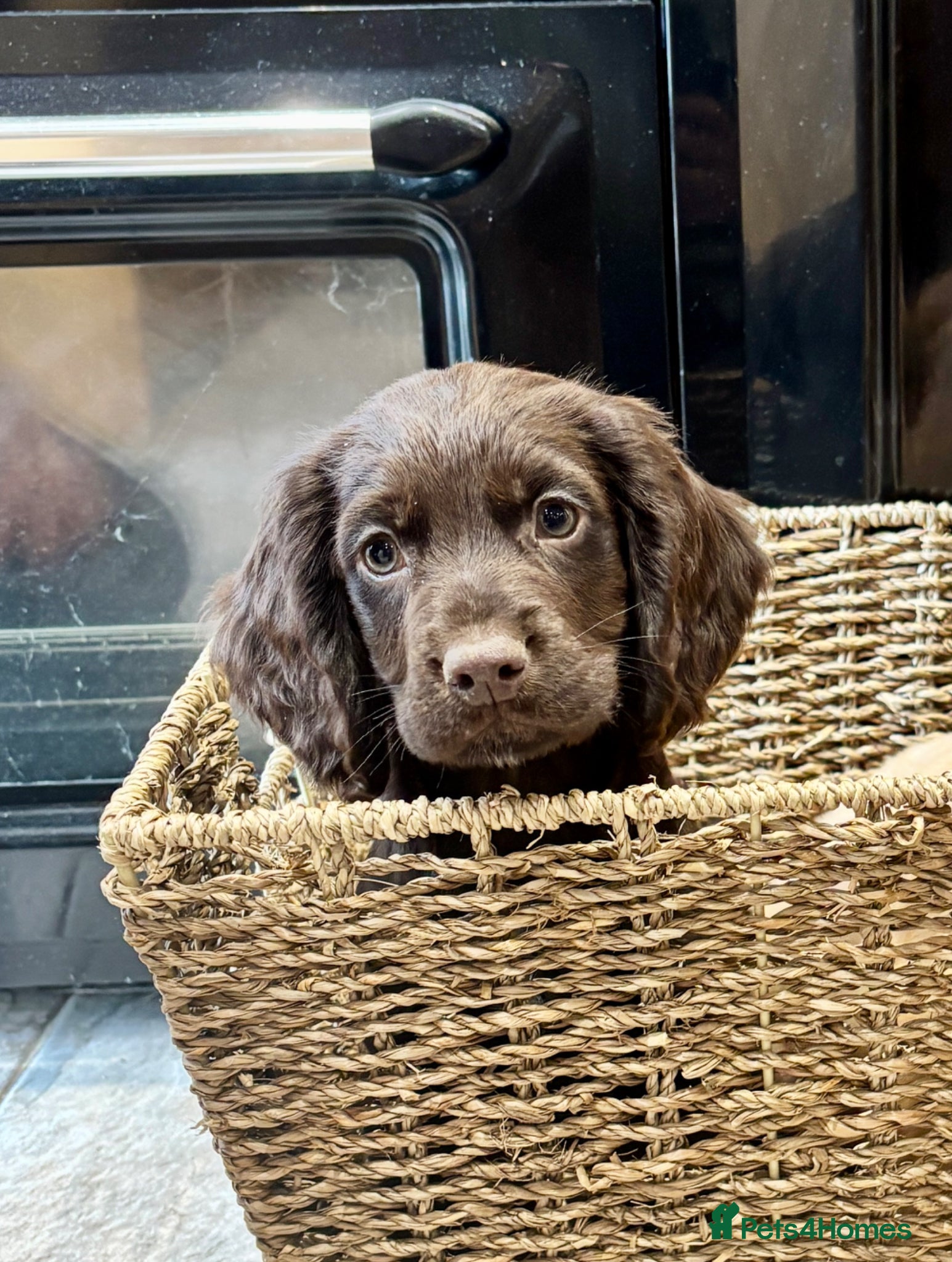 Cocker Spaniel dogs 🐾** Ready Now** Working RKC Cockers Puppies🐾 - Advert 2