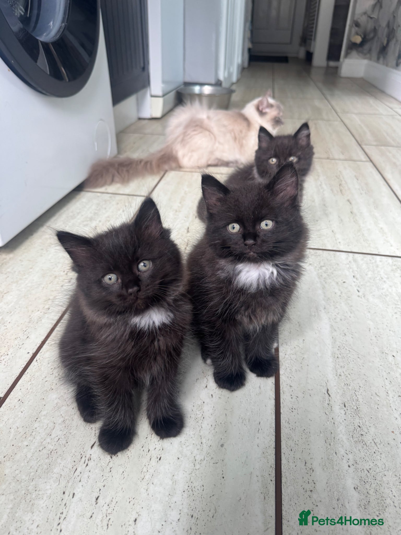 Ragdoll cats for sale: Stunning 1/2 ragdoll babies.  - Advert 1