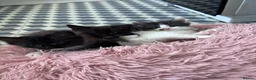 Turkish Angora cats for sale: Ragdoll x Turkish angora kittens for sale in Renfrew - Advert 4