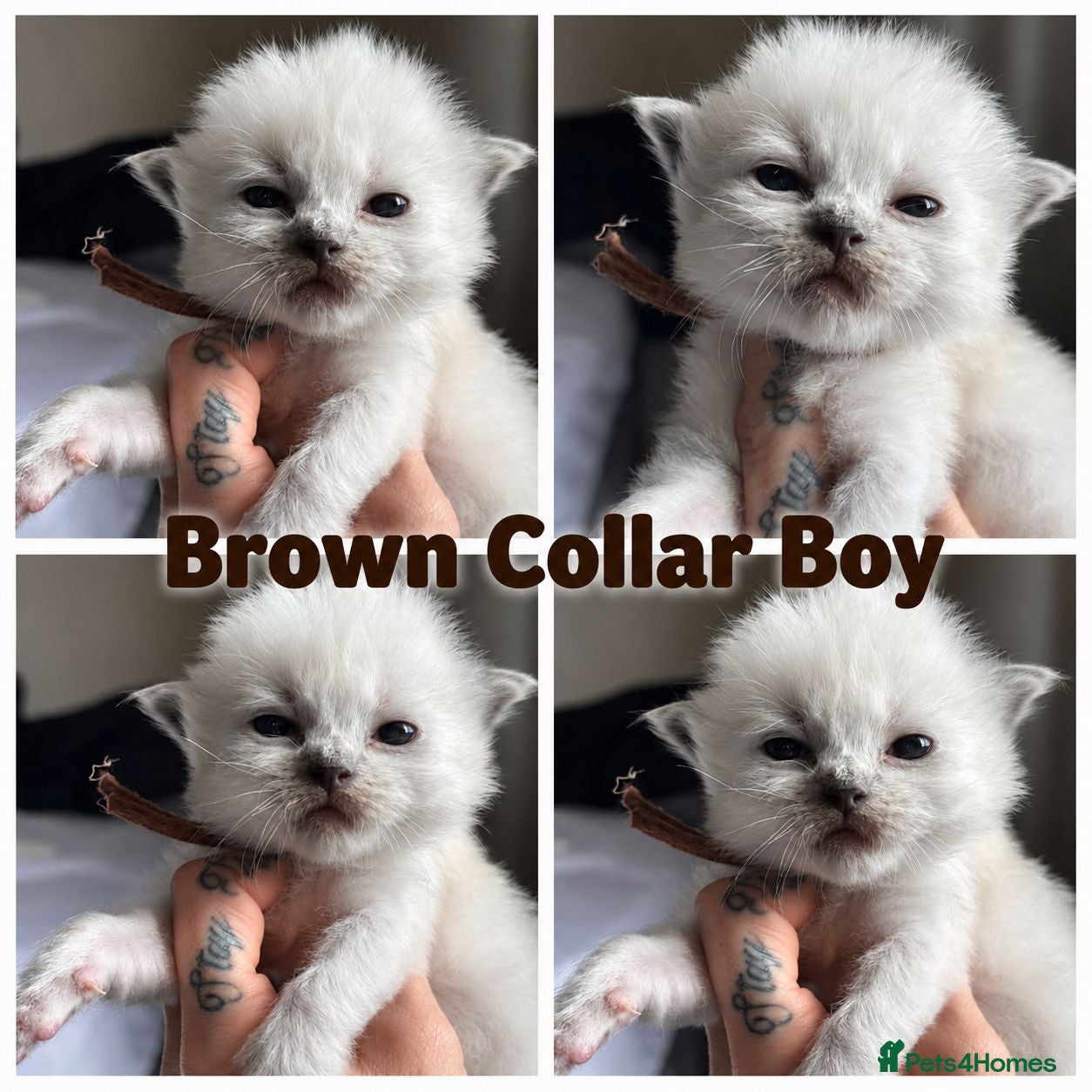 Ragdoll cats 🐾💖 TICA Beautiful Ragdoll Kittens 💖🐾 - Advert 2