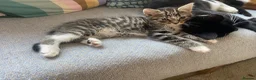 British Shorthair cats for sale: Stunning, well handled kittens ready to leave mum! - Advert 8