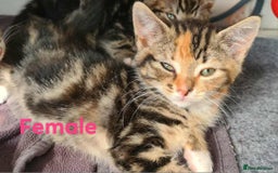 Mixed Breed cats for sale: 4 adorable kittens looking for their forever homes - Image 1