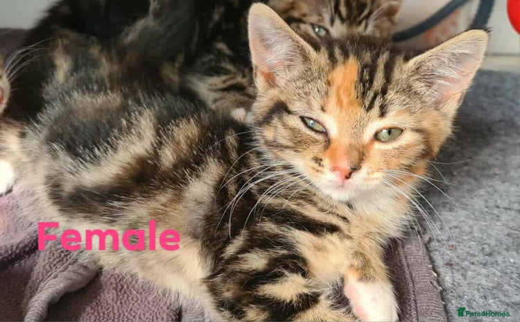 Mixed Breed cats - Advert 2