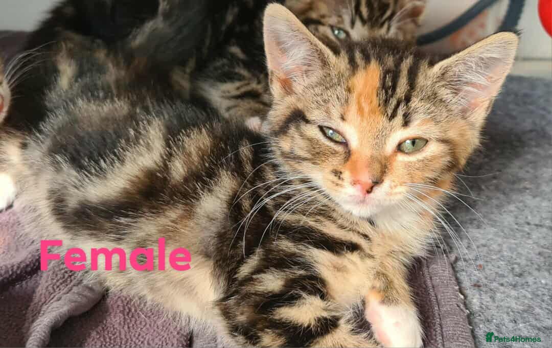 Mixed Breed cats for sale: 4 adorable kittens looking for their forever homes - Image 1