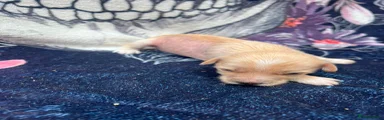 Chinese Crested 3