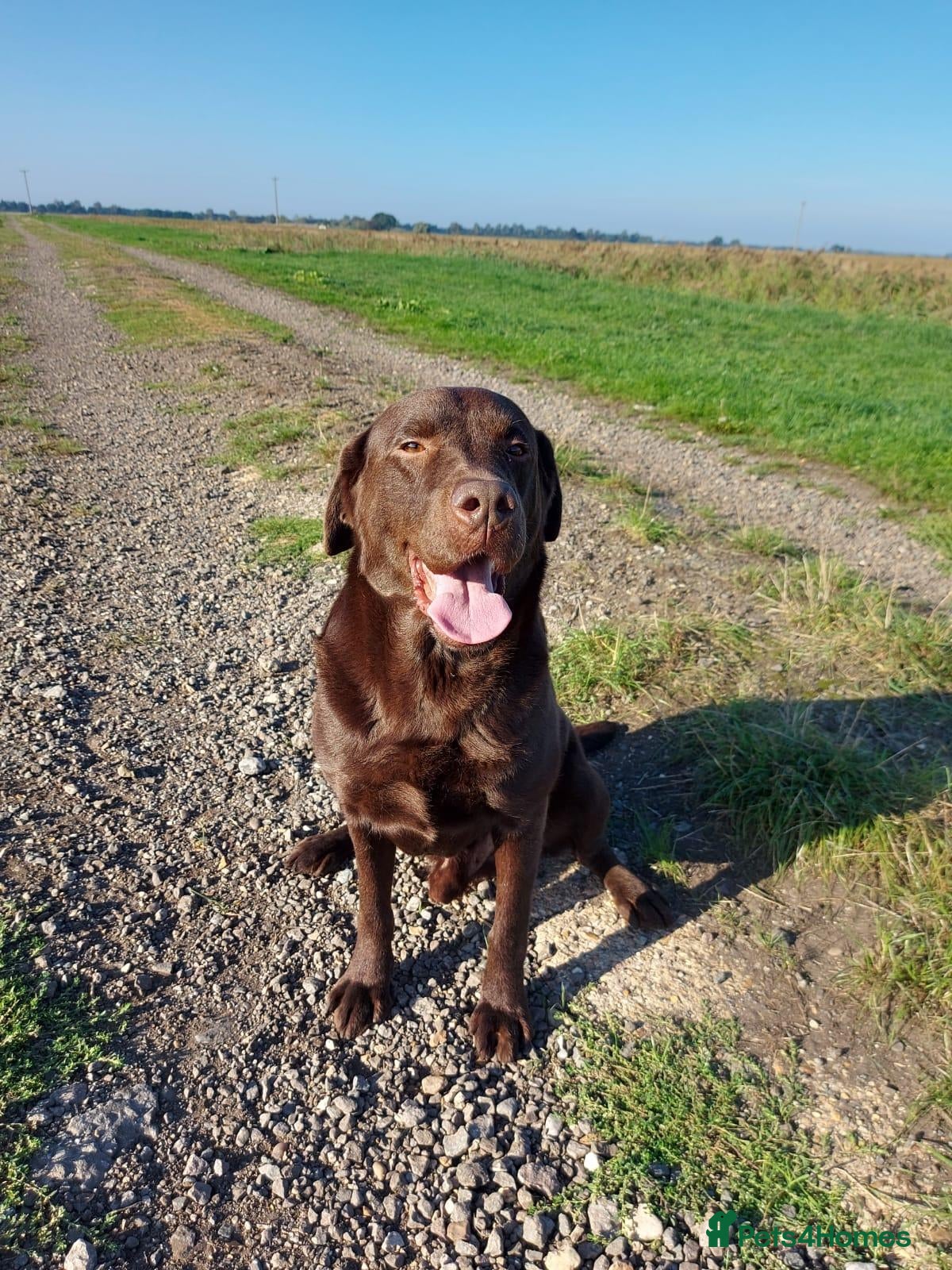 Labrador Retriever dogs Lovely, well bred Working Type Chocolate Lab.  - Advert 1