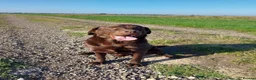 Labrador Retriever dogs for sale: Lovely, well bred Working Type Chocolate Lab.  - Advert 1