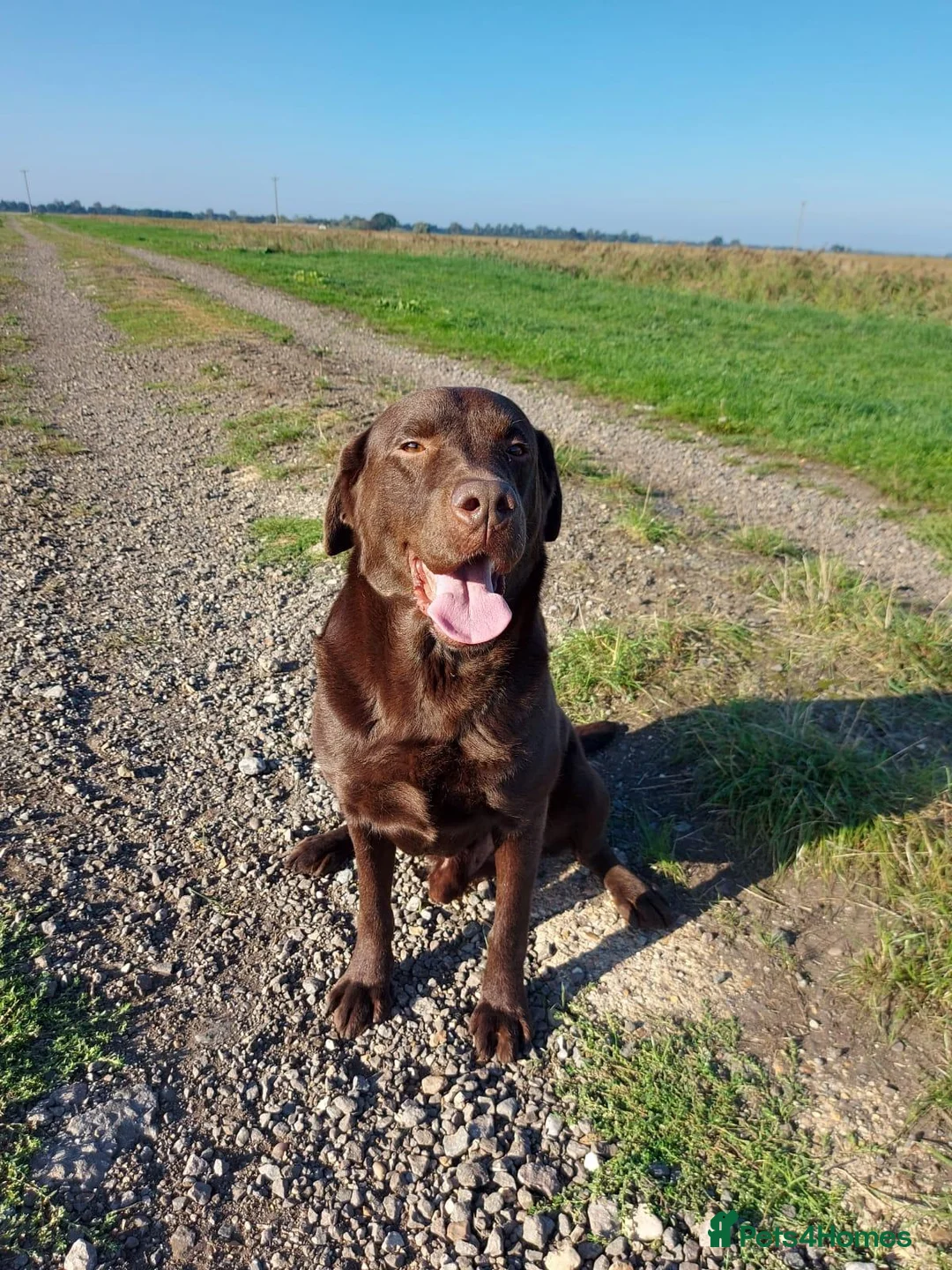 Labrador Retriever dogs for sale: Lovely, well bred Working Type Chocolate Lab.  - Advert 1
