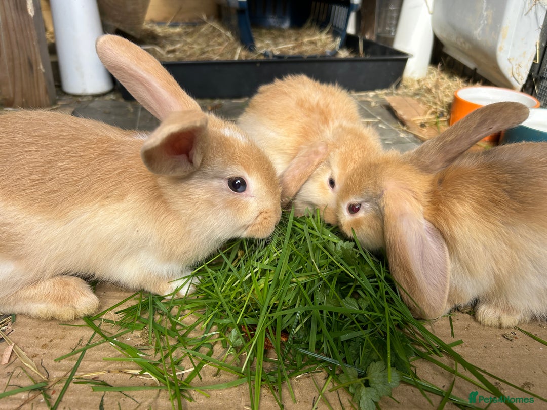 Dwarf Lop rabbits for sale: Dwarf lops looking for forever homes Ready Now 🐰 - Advert 15