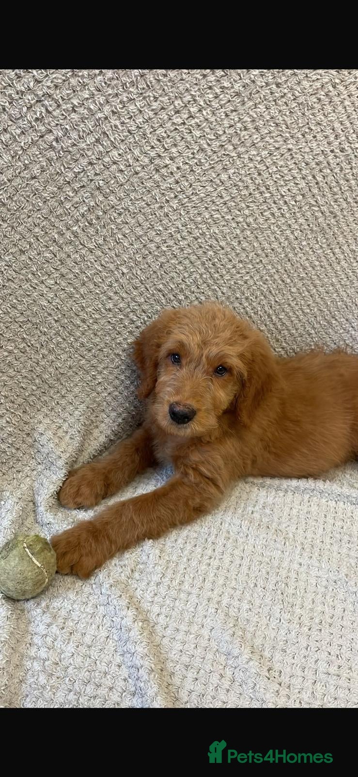 Mini Goldendoodle dogs Golden doodle puppies   - Advert 1