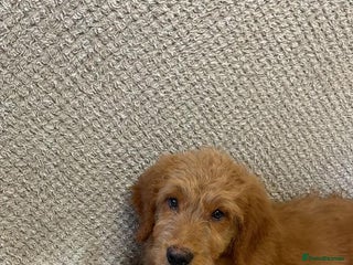 Mini Goldendoodle dogs Golden doodle puppies - Advert 4