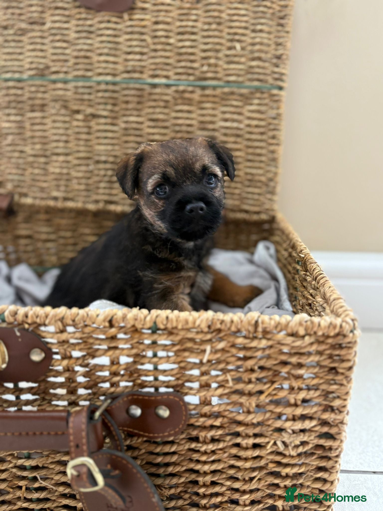 Border Terrier dogs One & only KC border terrier boy  - Advert 3
