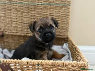 Border Terrier dogs One & only KC border terrier boy - Advert 3