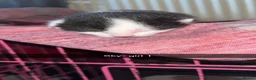 Mixed Breed cats for sale: Kittens for sale in Hamilton - Advert 14