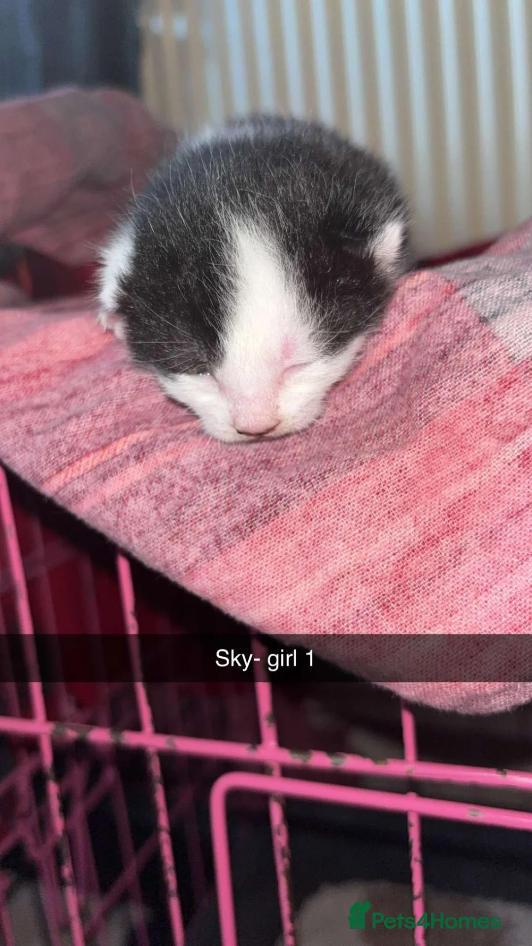 Mixed Breed cats for sale: Kittens for sale in Hamilton - Advert 14
