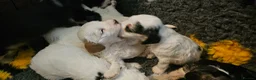 Cockapoo dogs for sale: Amazing Roan and Tri Colored F1 Cockapoos - Advert 8