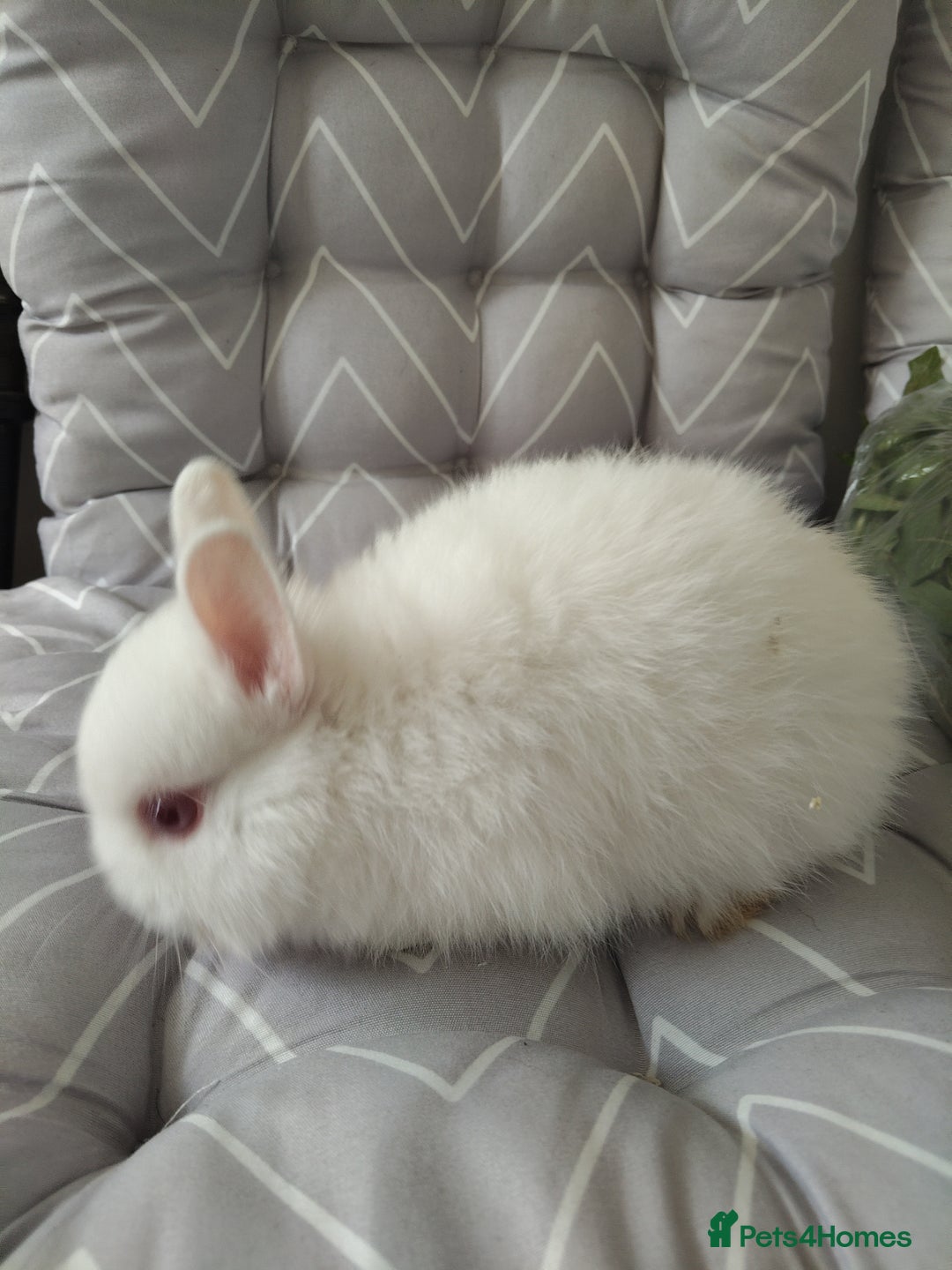 Netherland Dwarf rabbits for sale: Netherlands dwarf rabbits - Advert 10