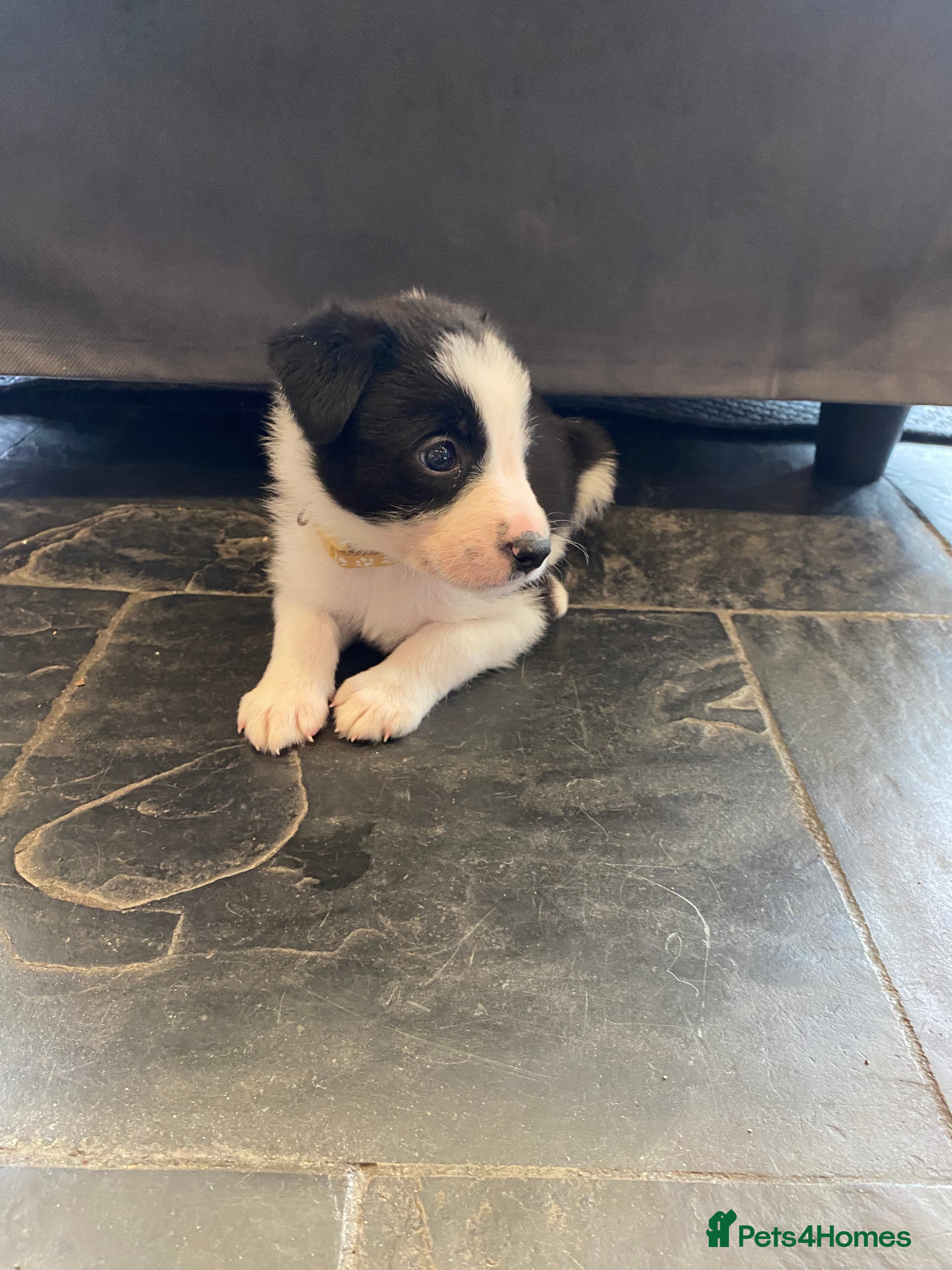 Mixed Breed dogs for sale: Border Collie Cross Pups ready for forever homes in Cairndow - Advert 10