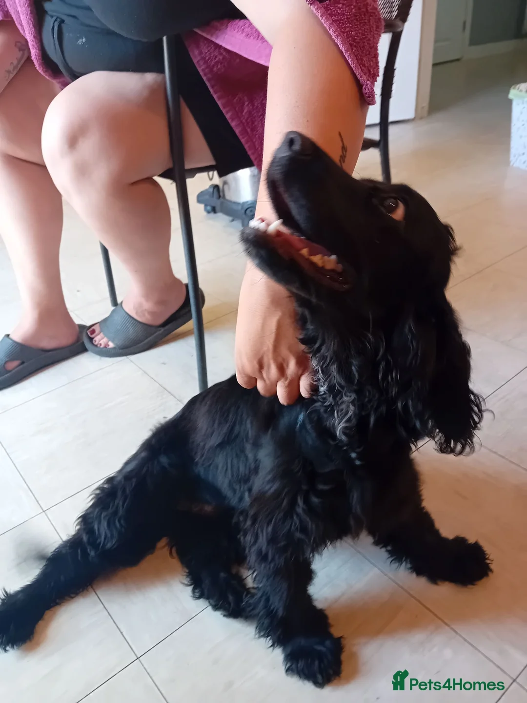 Cocker Spaniel dogs for sale: Loving home wanted in Maidstone - Advert 2