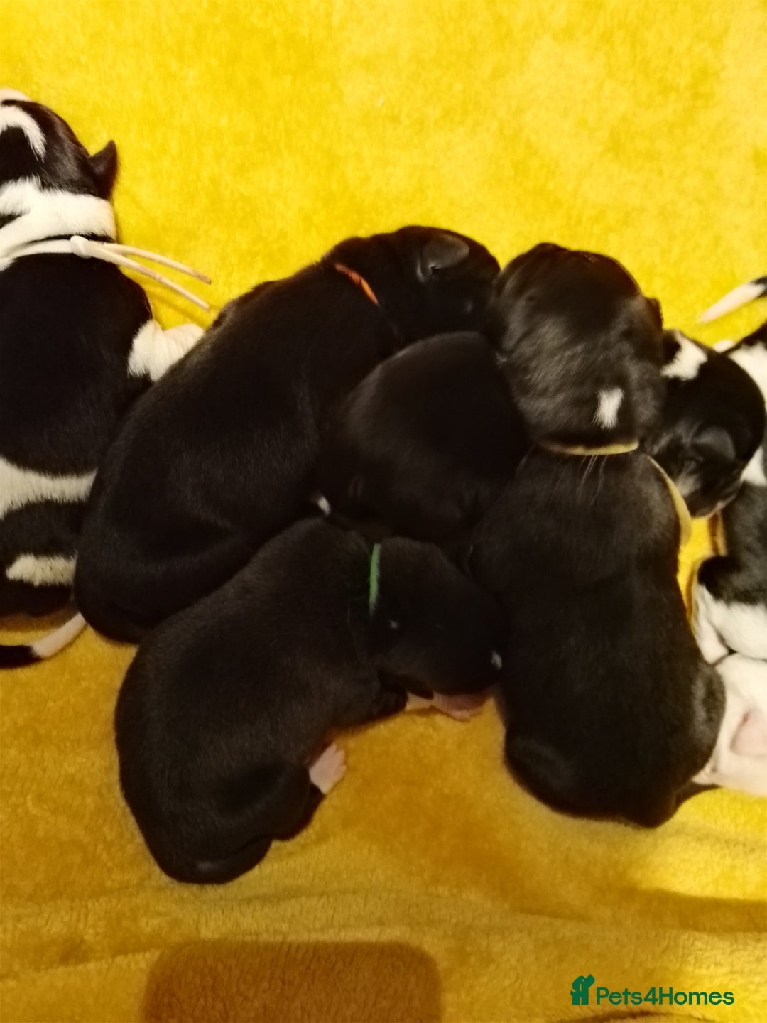 Borador dogs for sale: Beautiful litter of boradors  - Advert 6