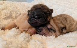 Shar Pei dogs for sale: ONLY 2 LEFT! Beautiful Champion Shar Pei Puppies!  - Image 2